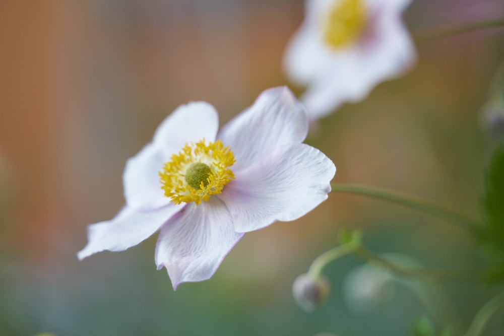 a close up of two white flowers with a yellow center