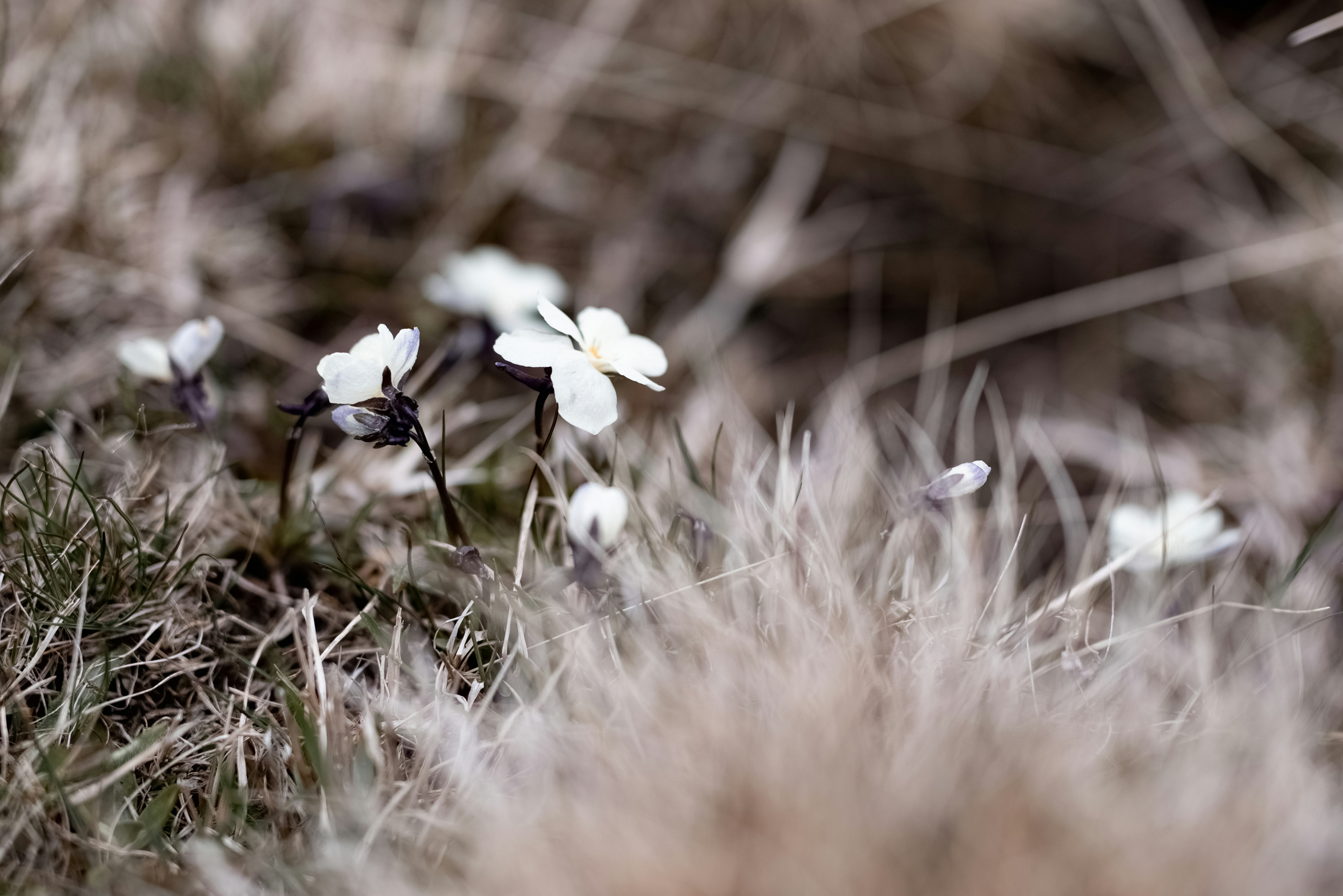 Una flor está de pie en un campo de hierba seca