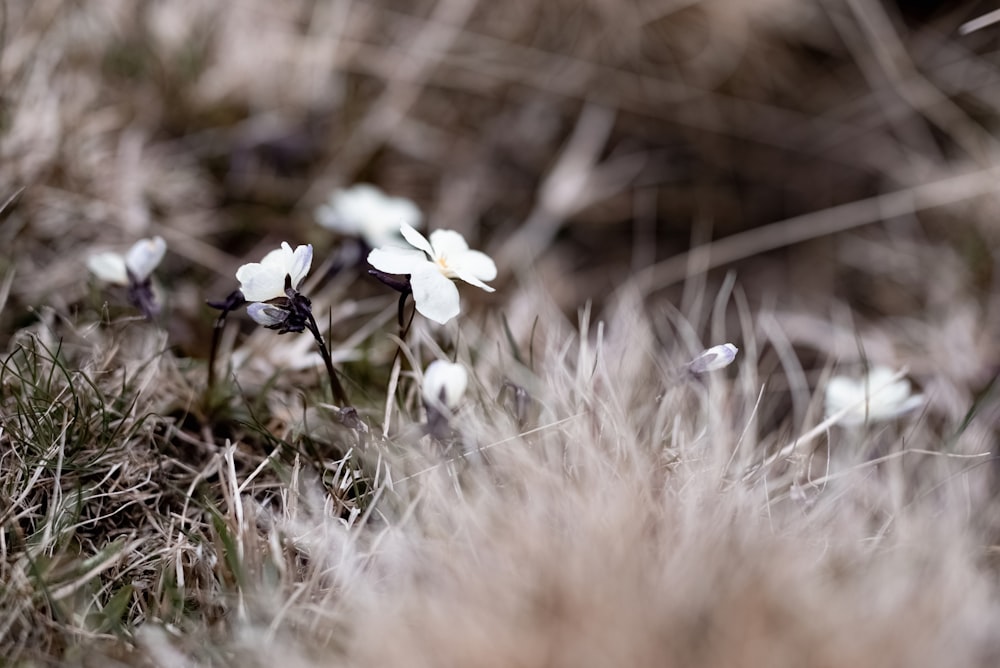 Eine Blume steht auf einem trockenen Grasfeld