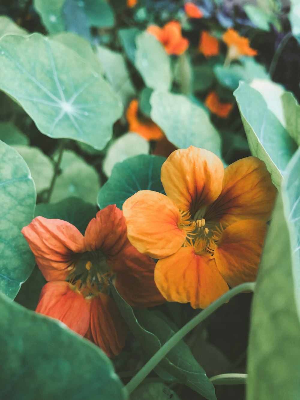 a close up of two orange flowers near green leaves