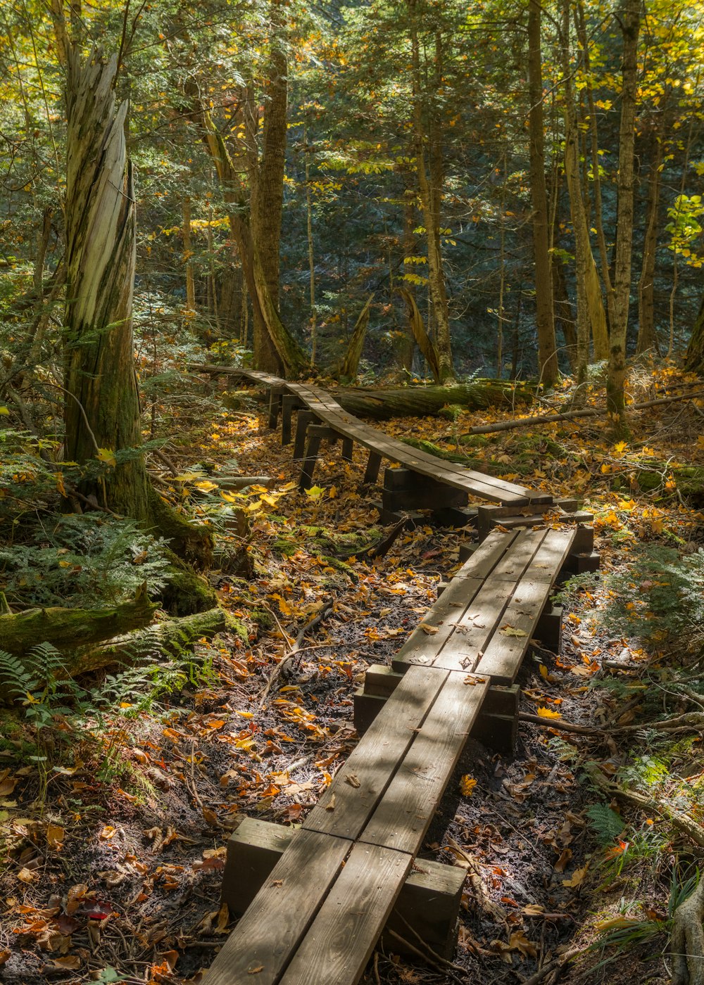 Una pasarela de madera en medio de un bosque