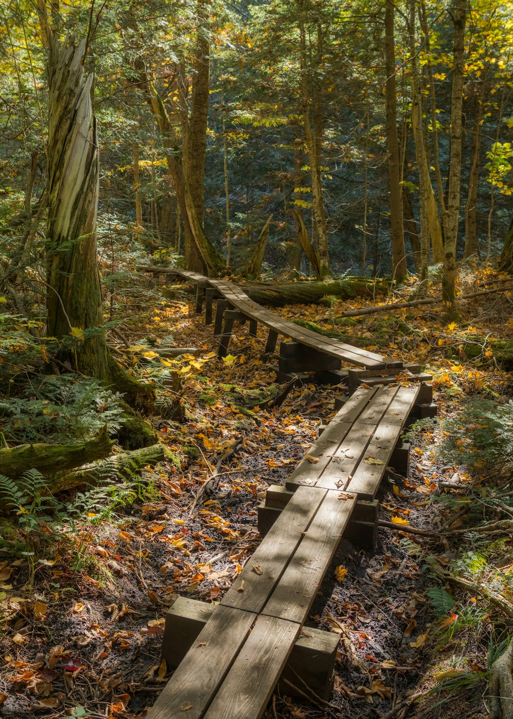 a wooden walkway in the middle of a forest