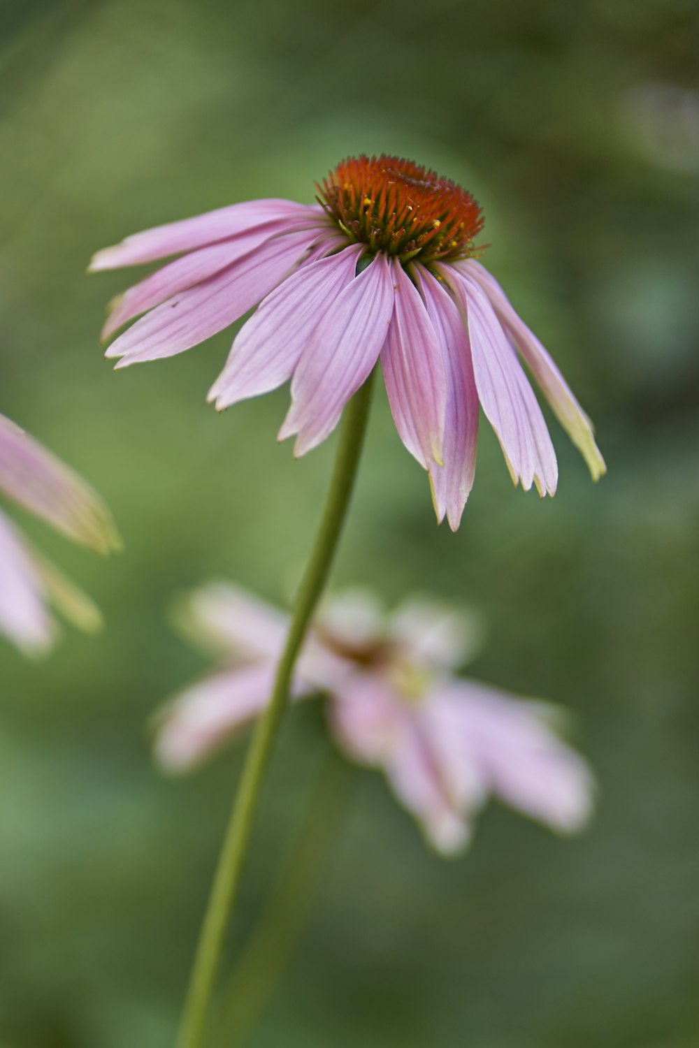 a close up of a pink flower with a blurry background