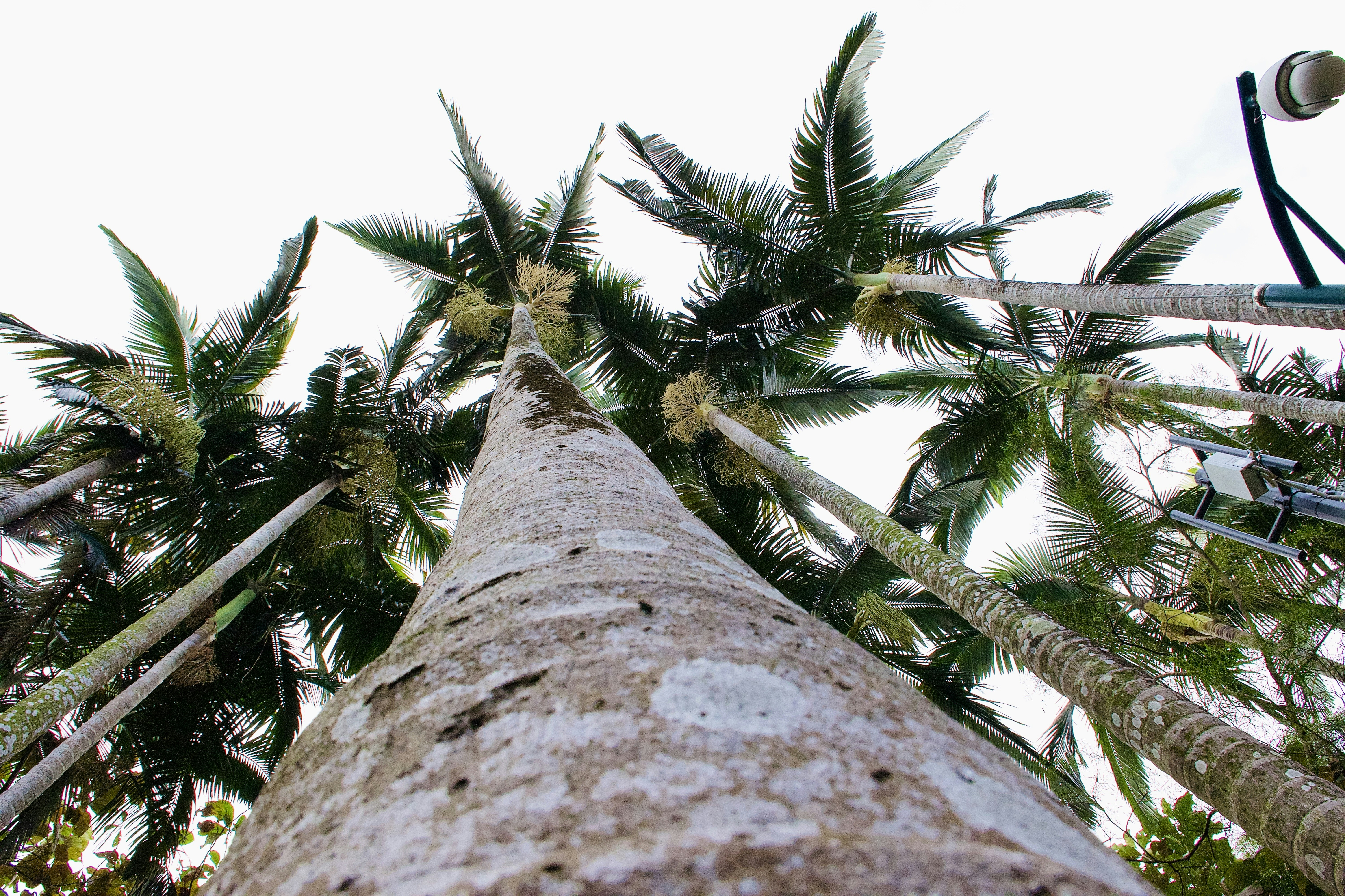 a view looking up at a tall palm tree