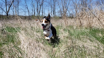 A happy dog running freely through a sunlit grassy field surrounded by trees.