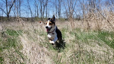 A happy dog playing in a sunlit grassy field.