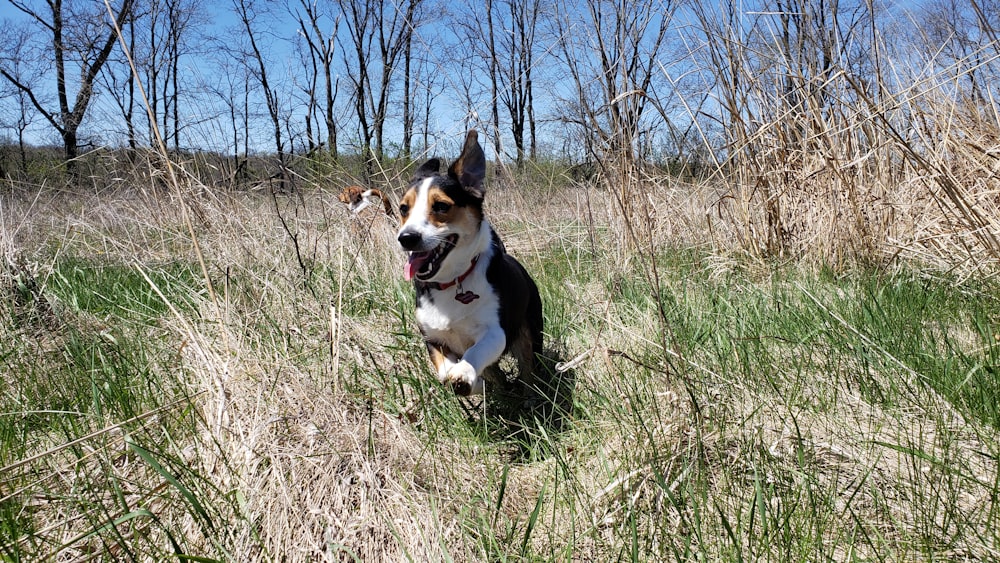 a dog running through a field of tall grass