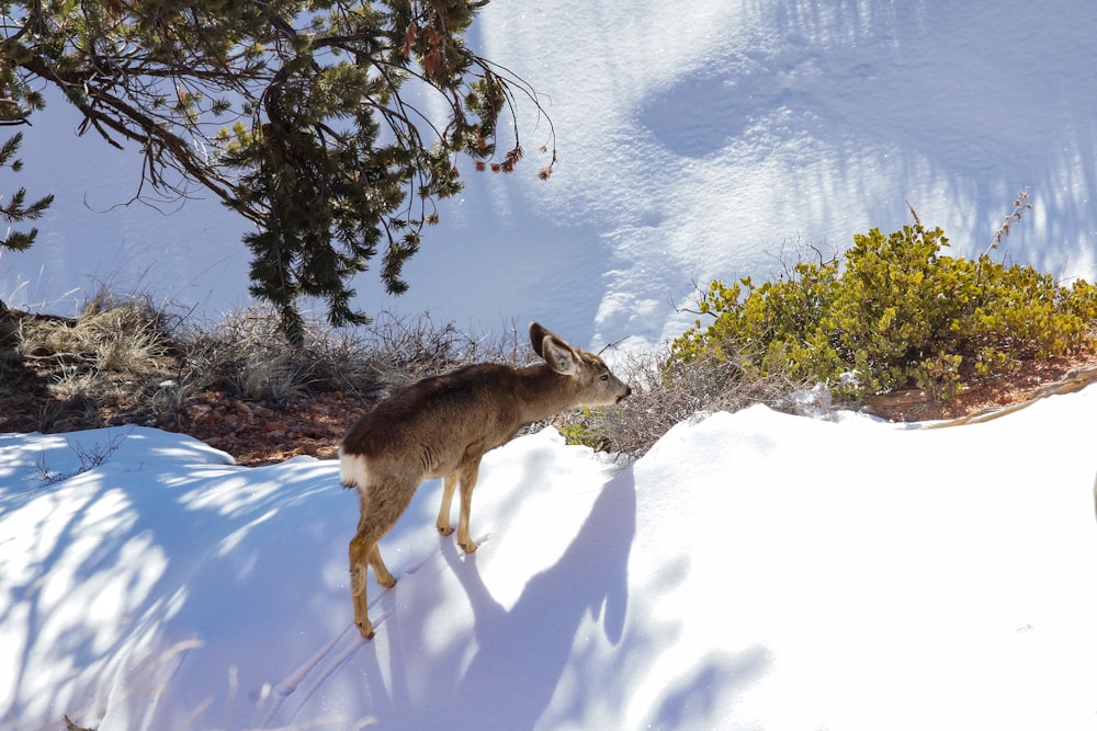 a deer standing on top of a snow covered slope