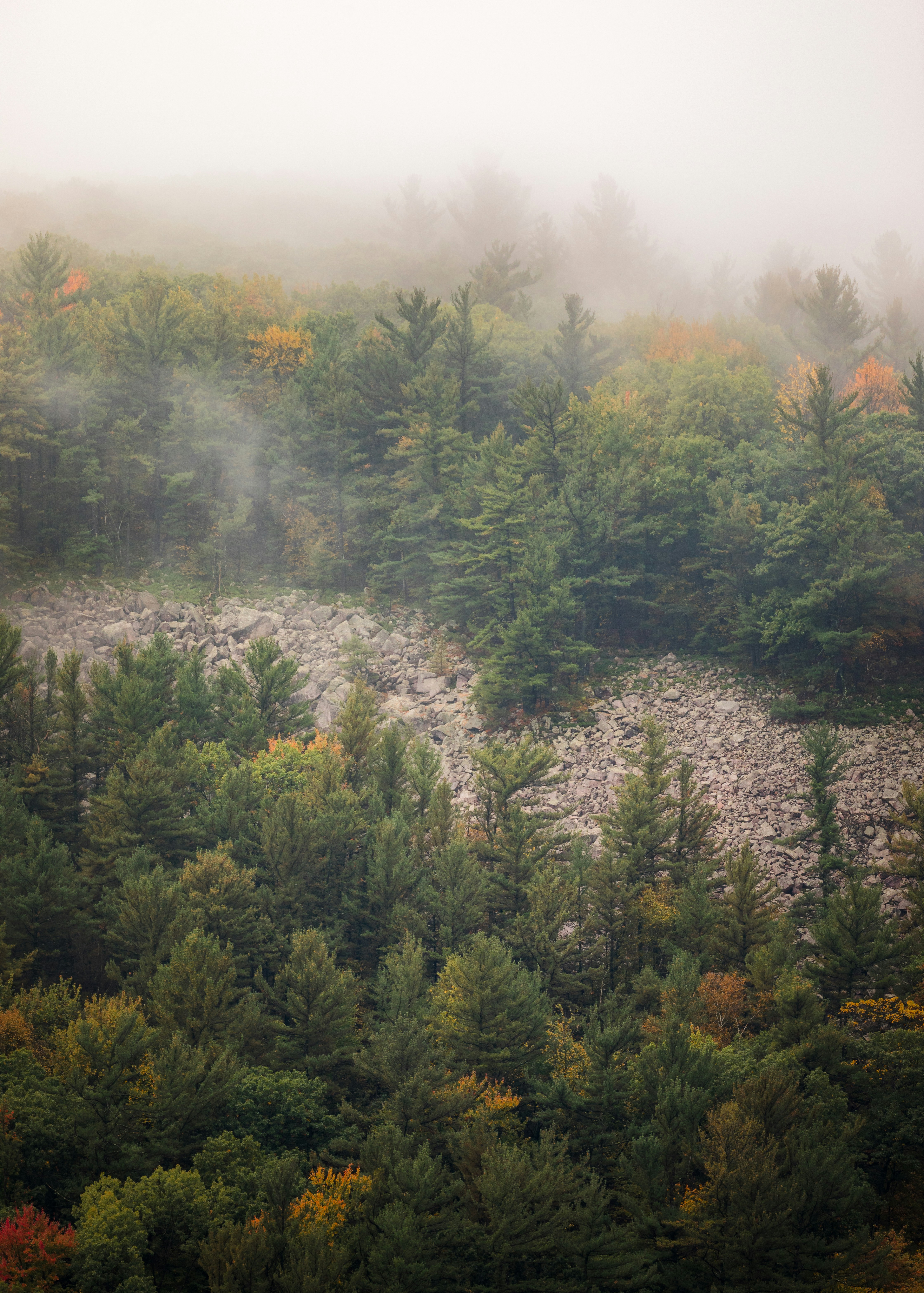 A forest filled with lots of trees covered in fog photo – Free Baraboo ...
