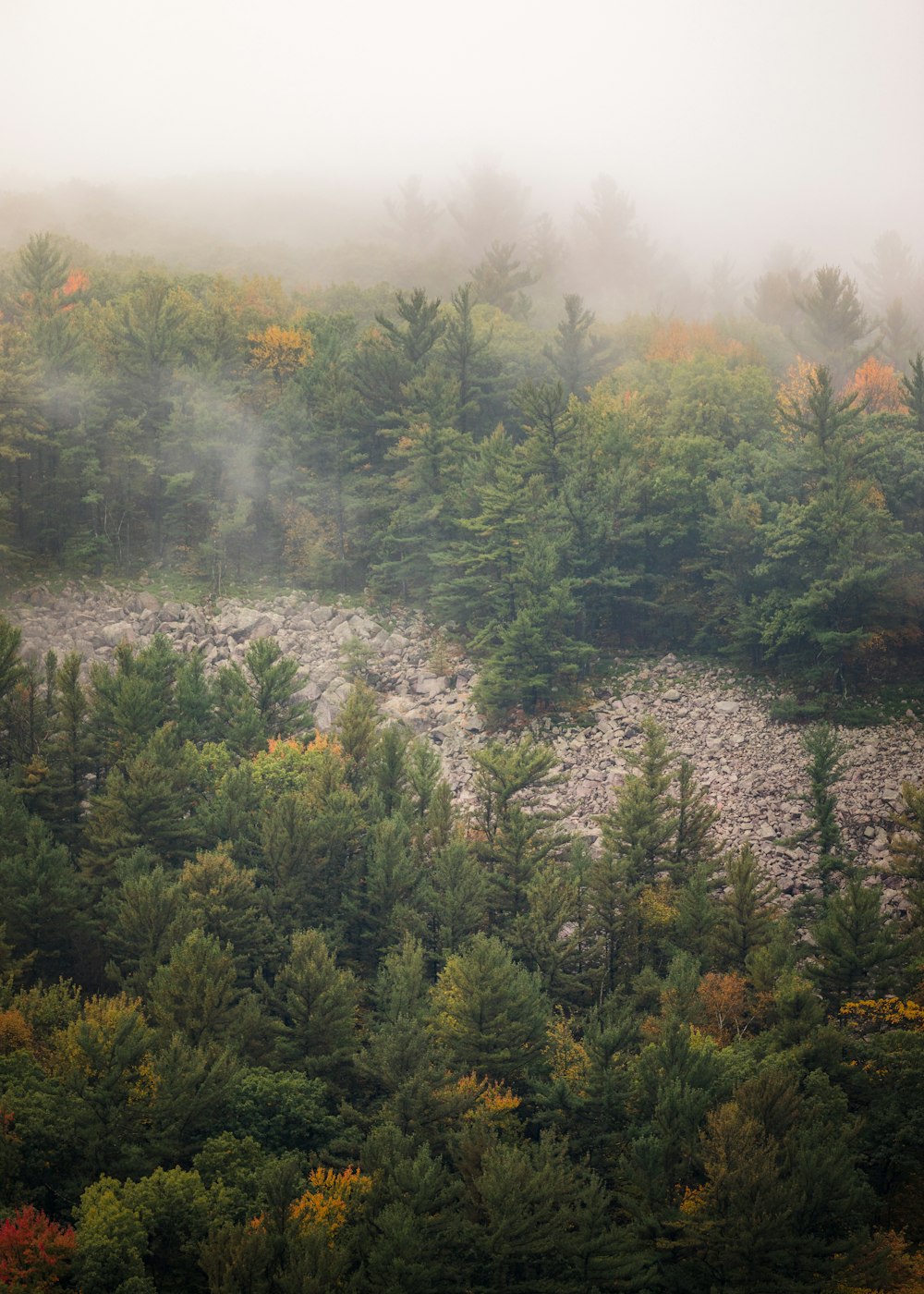 a forest filled with lots of trees covered in fog