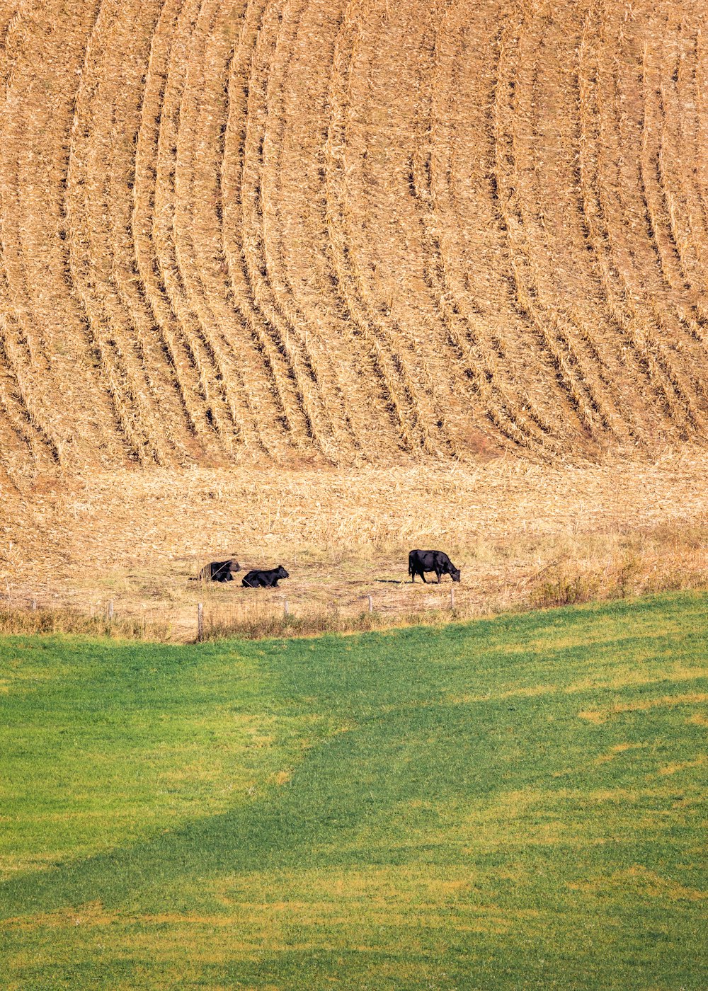 a herd of cattle walking across a grass covered field