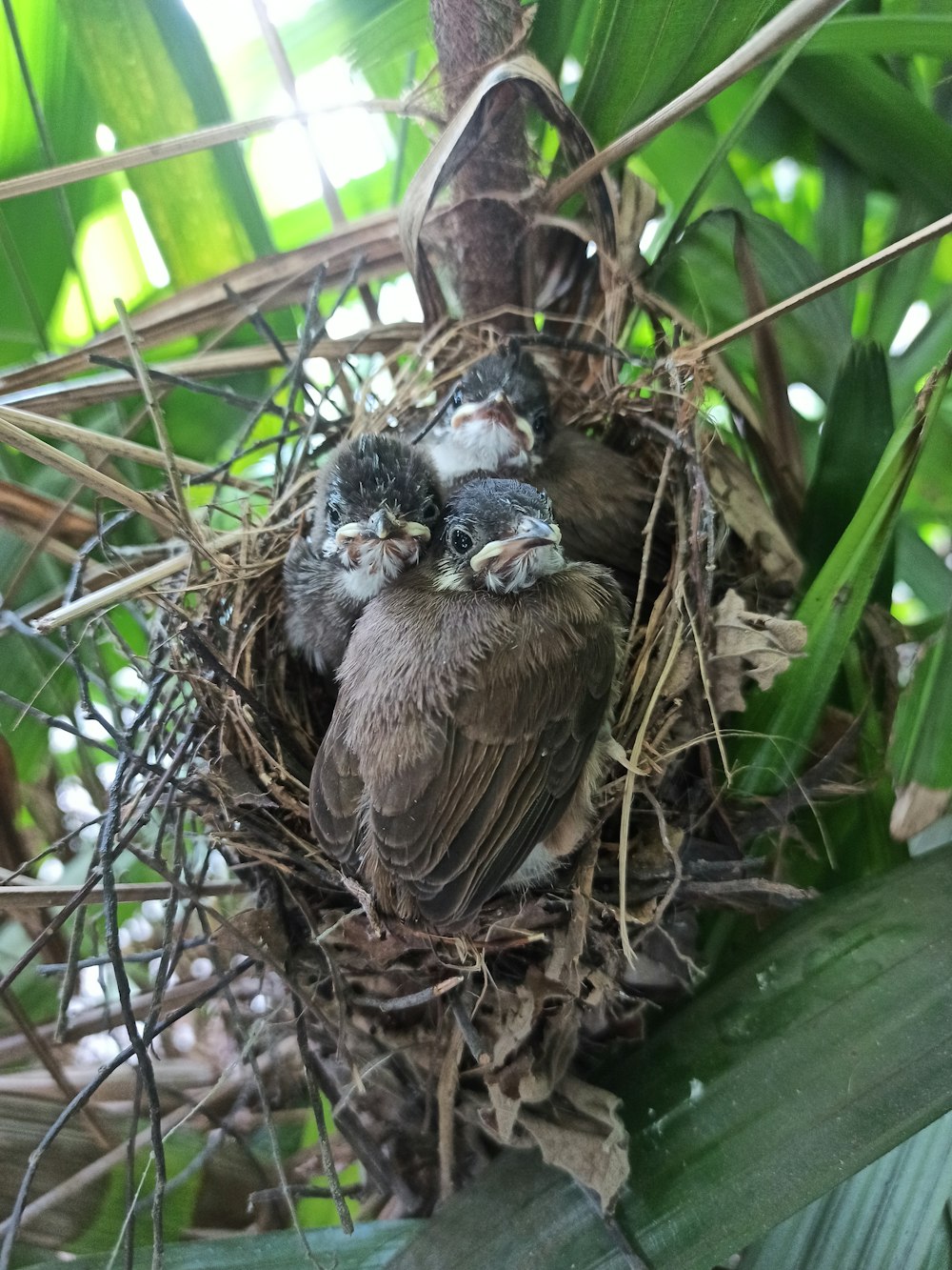 a couple of birds that are sitting in a nest