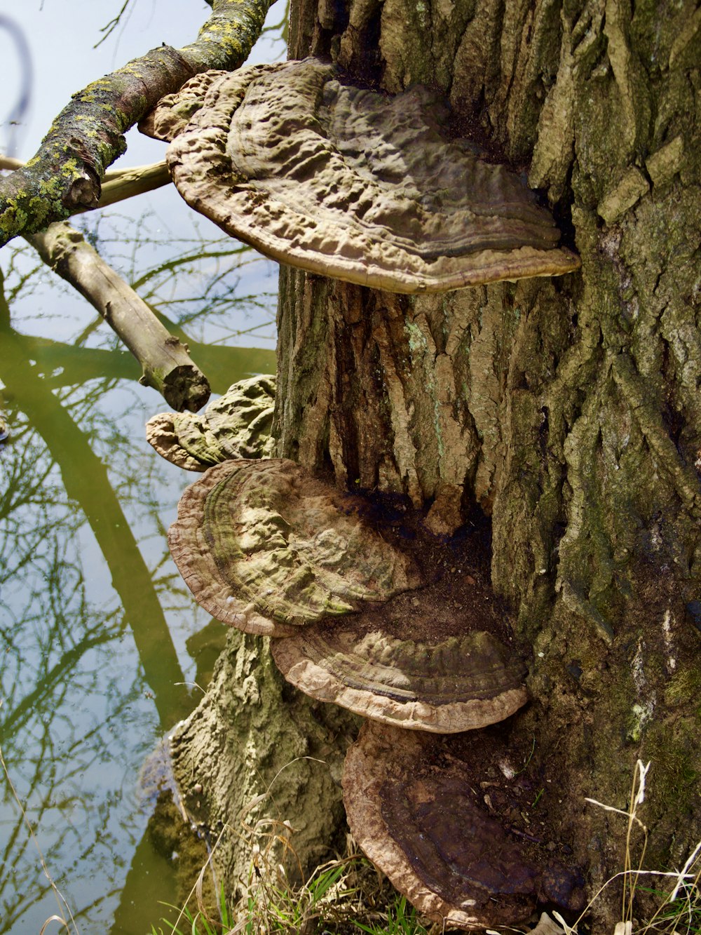 um grupo de cogumelos que crescem em uma árvore ao lado de um corpo de água