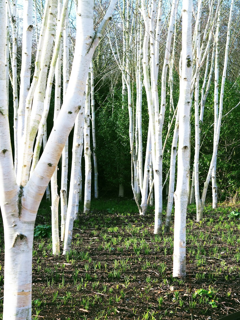 a group of white trees in a forest