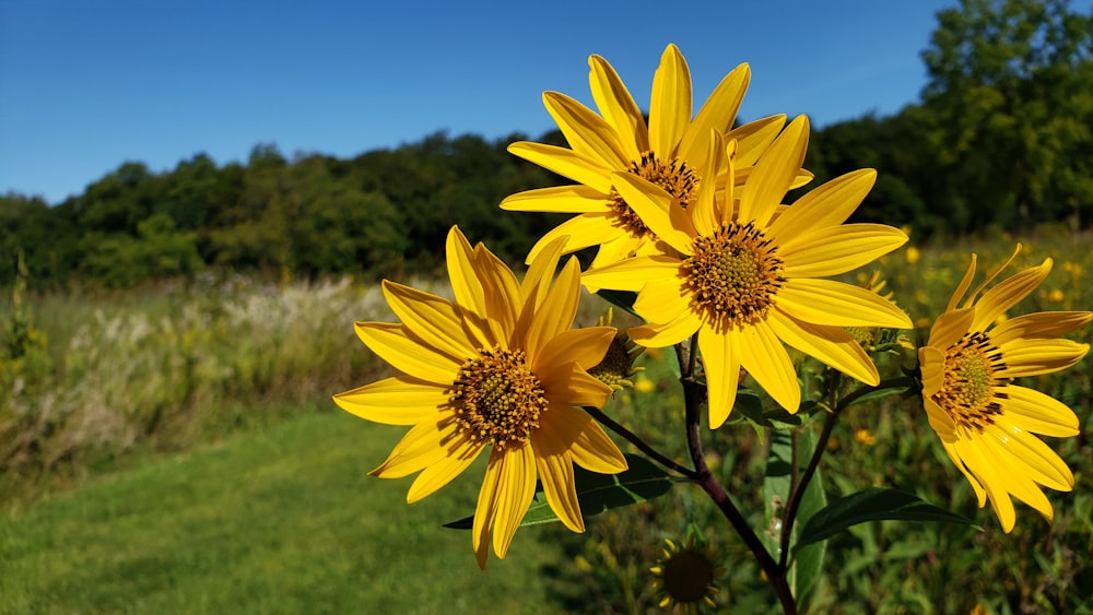 a bunch of yellow flowers in a field