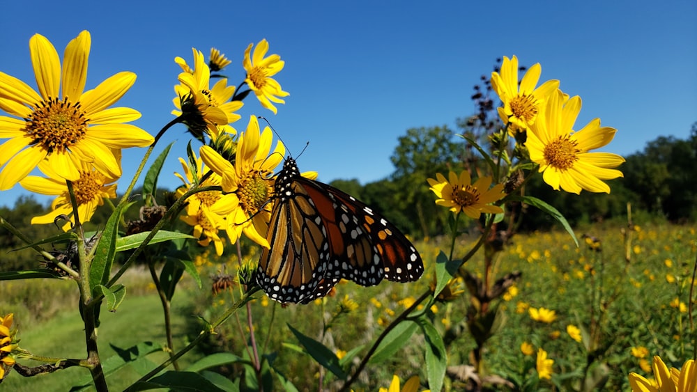 a monarch butterfly on a sunflower in a field