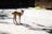 A young lamb standing on a sunlit path, with light casting shadows on the ground around it. The lamb's woolly coat appears soft and light-colored, and it stands alert in the open area.