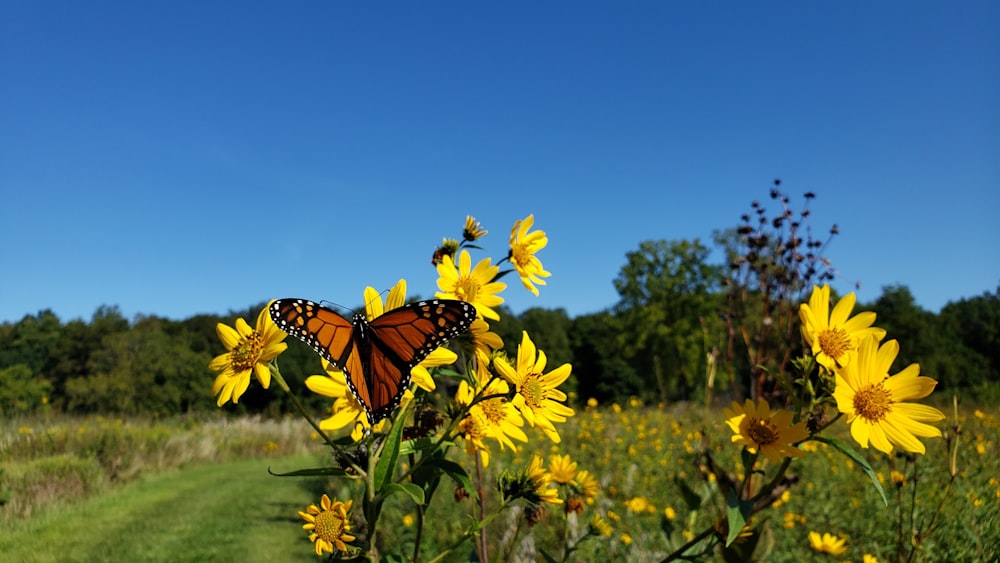 a butterfly sitting on a flower in a field