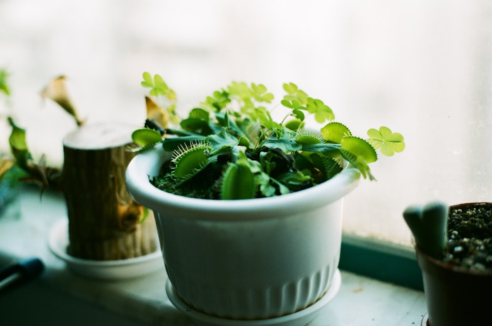 a potted plant sitting on top of a window sill