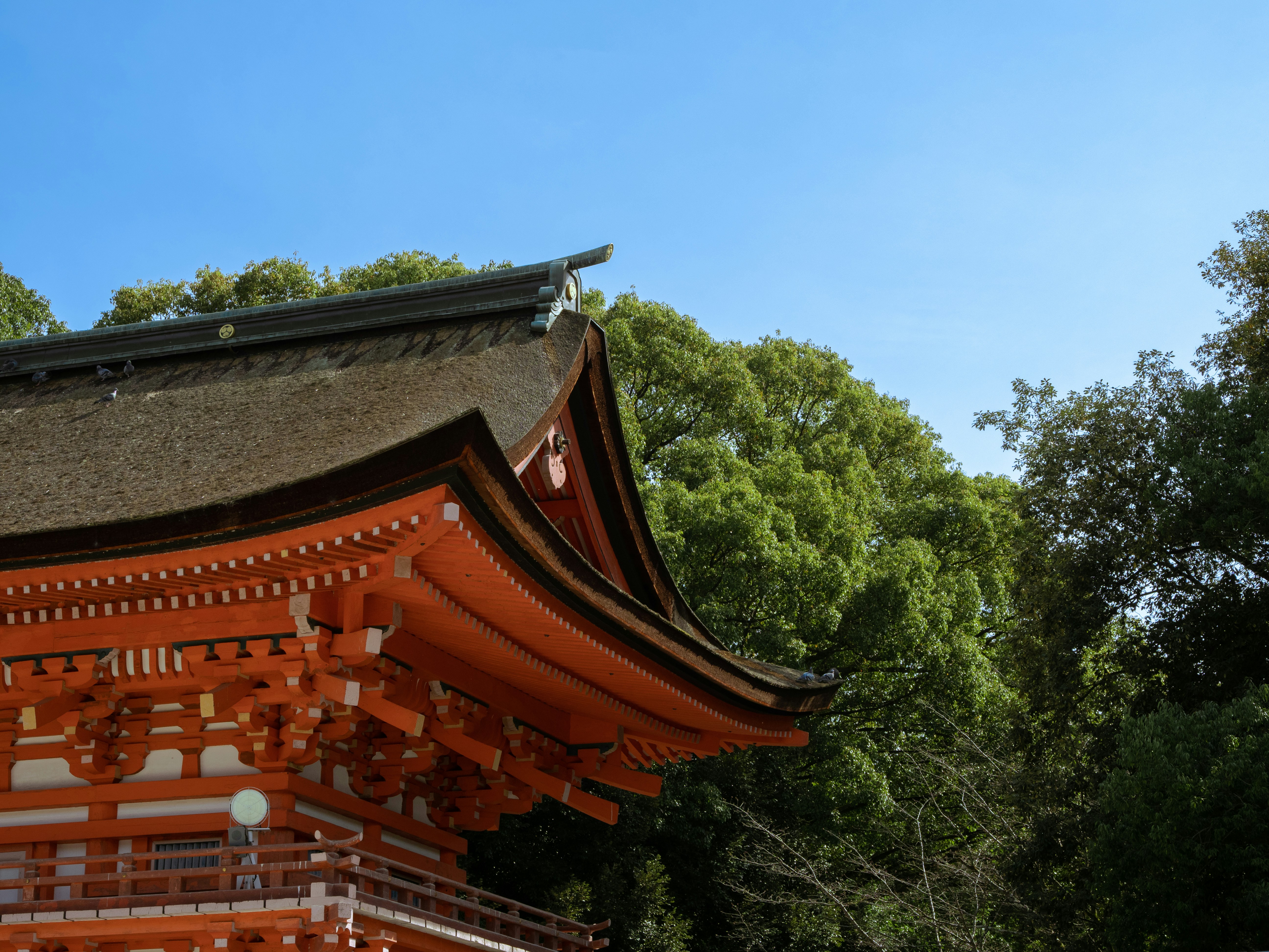 Photo by shellingfordyu