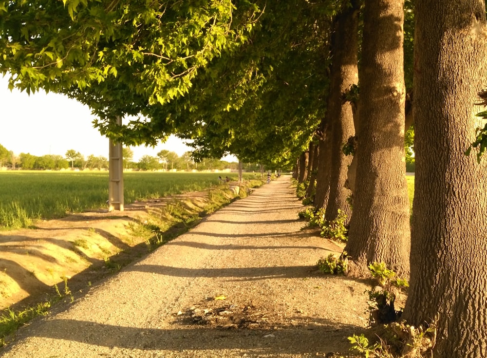 a row of trees along a dirt road