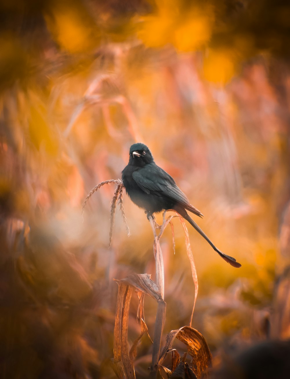 a black bird sitting on top of a dry grass field