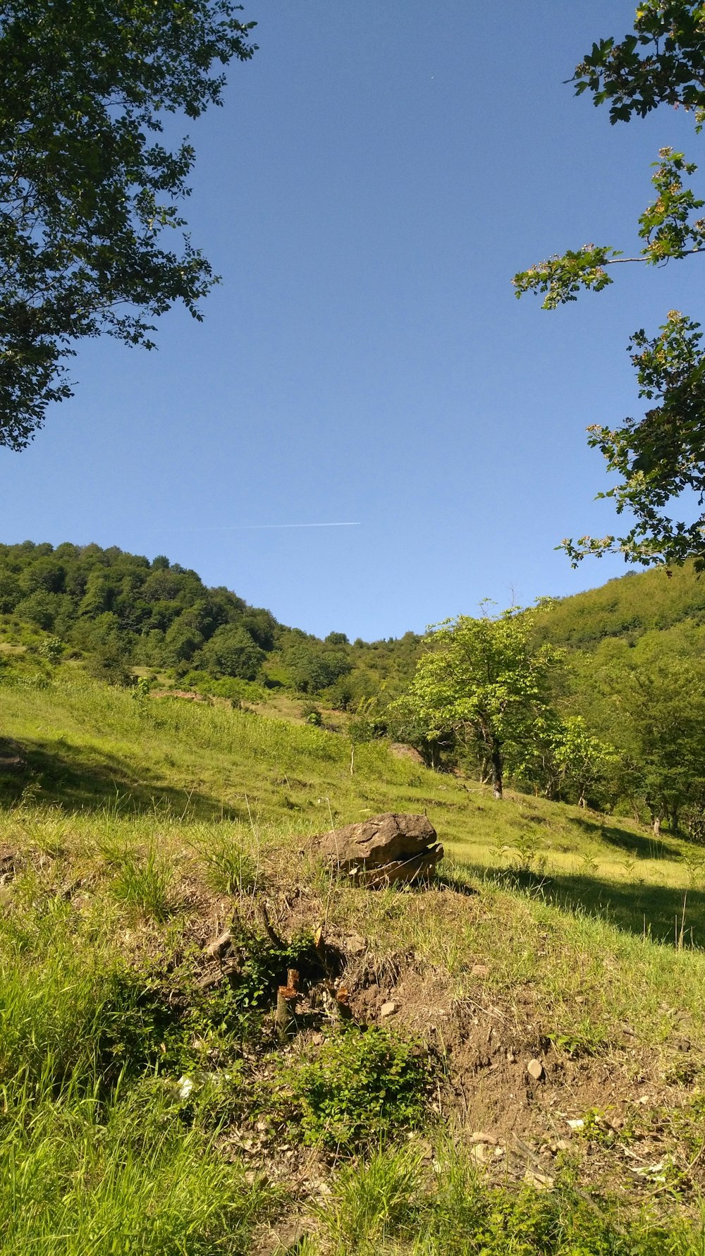 a grassy field with trees and a hill in the background