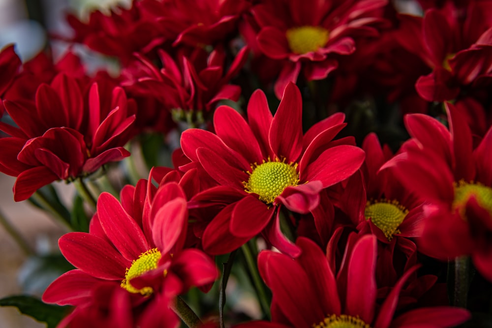 a bunch of red flowers in a vase