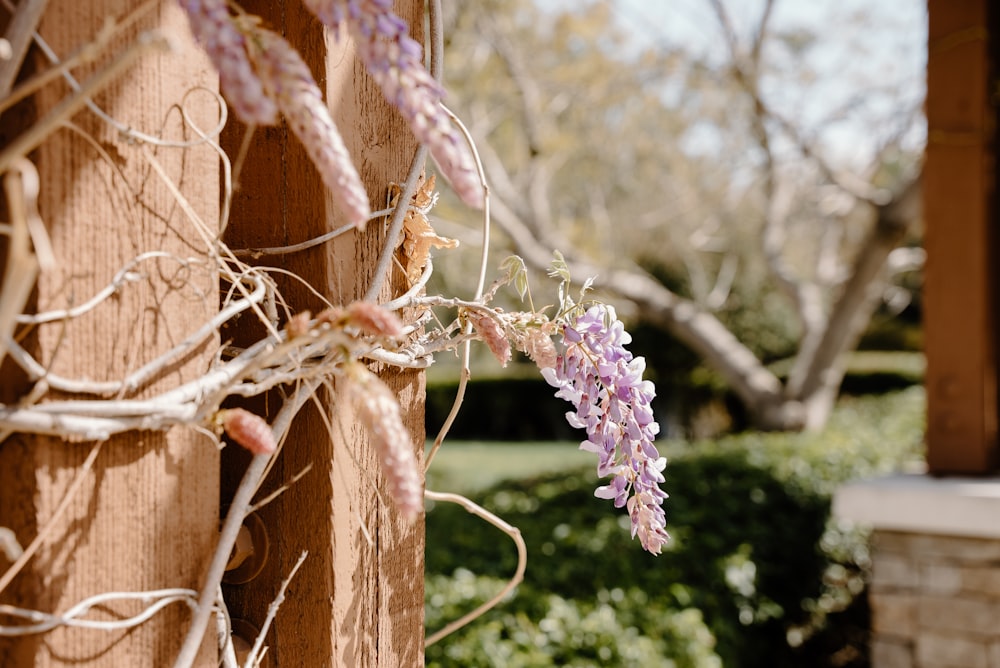 a close up of a purple flower on a tree