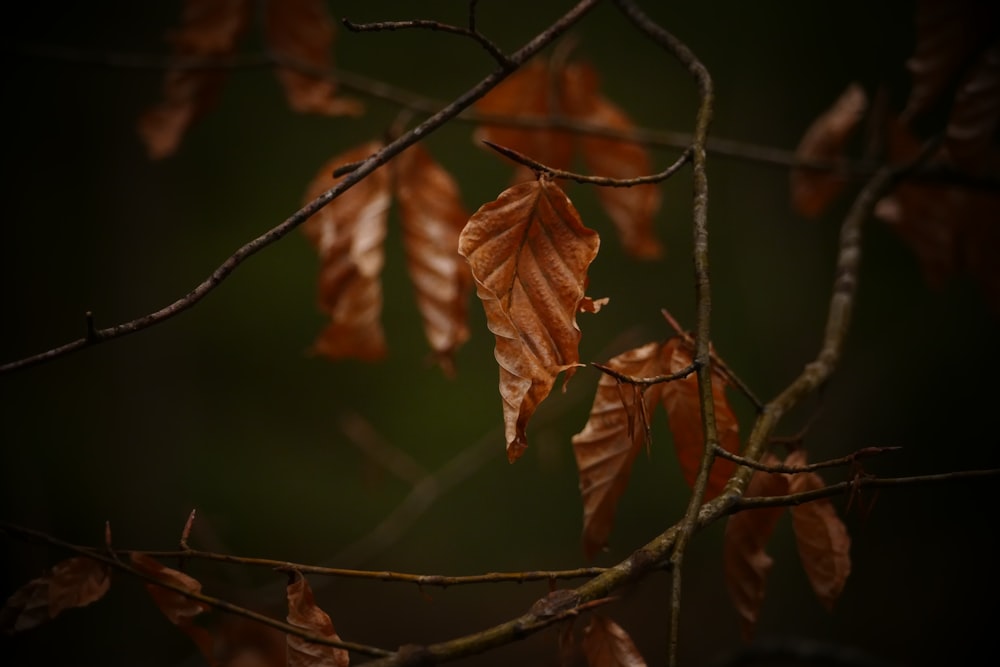 a tree branch with some brown leaves on it
