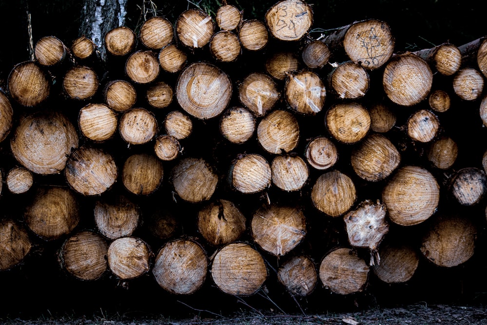 una grande catasta di legna seduta sopra il suolo di una foresta