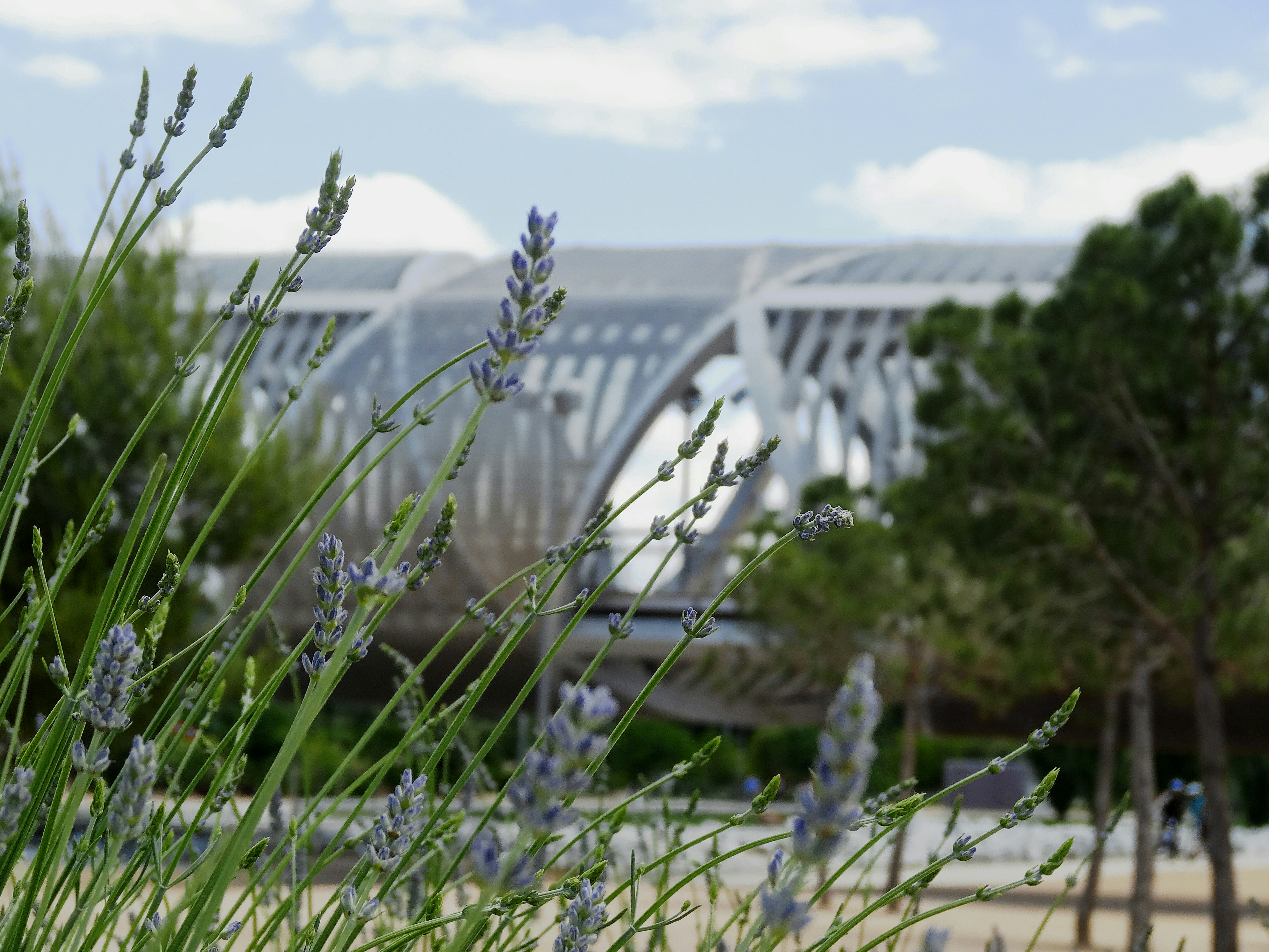 a view of a bridge over a river with purple flowers in the foreground