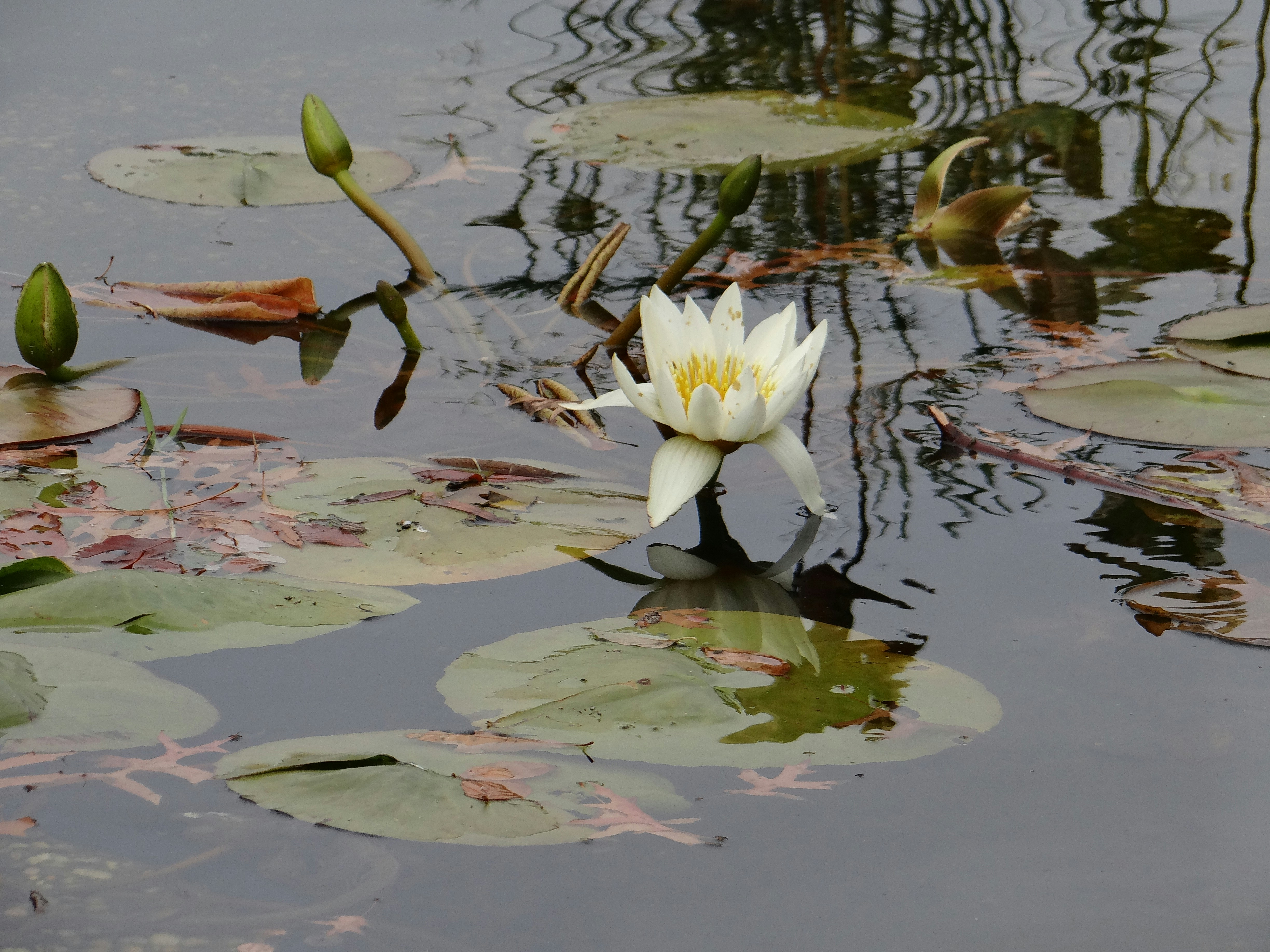 Photo by macornelsen