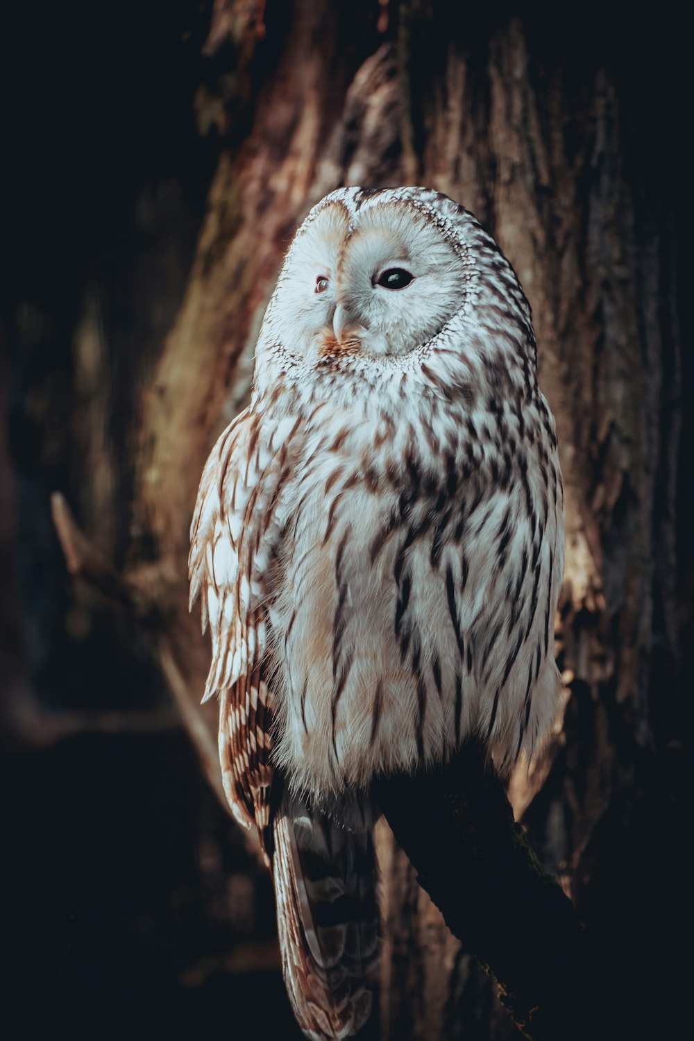 an owl is sitting on a tree branch