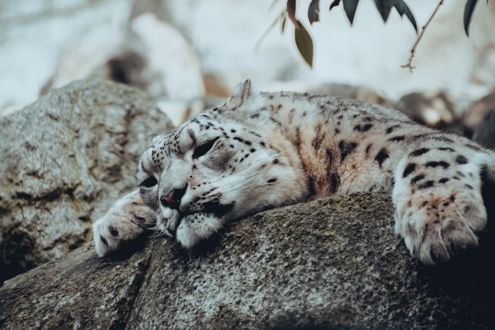 a snow leopard laying on top of a rock