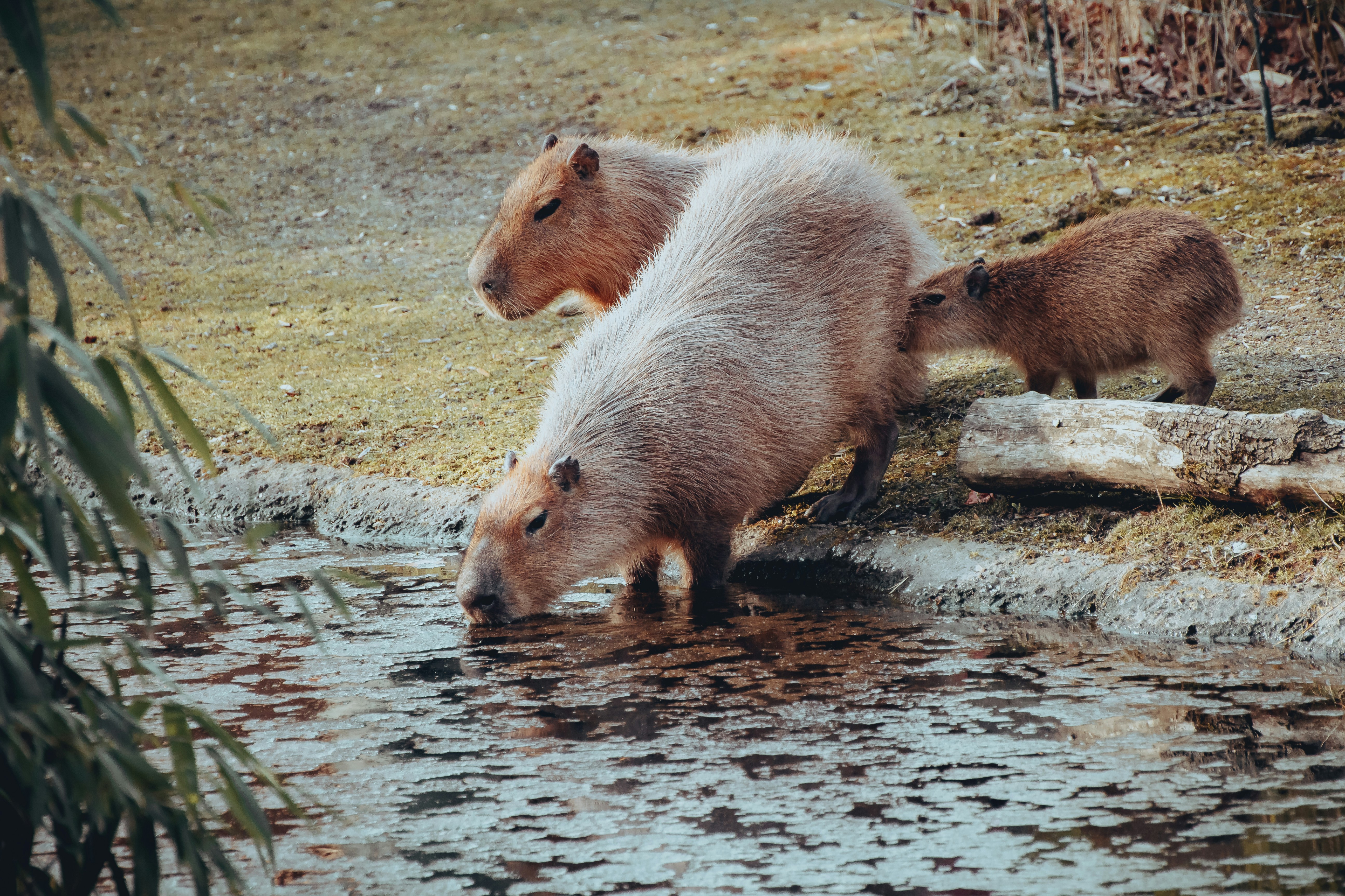 Adorable Pet Capybara Available for Sale in the UK