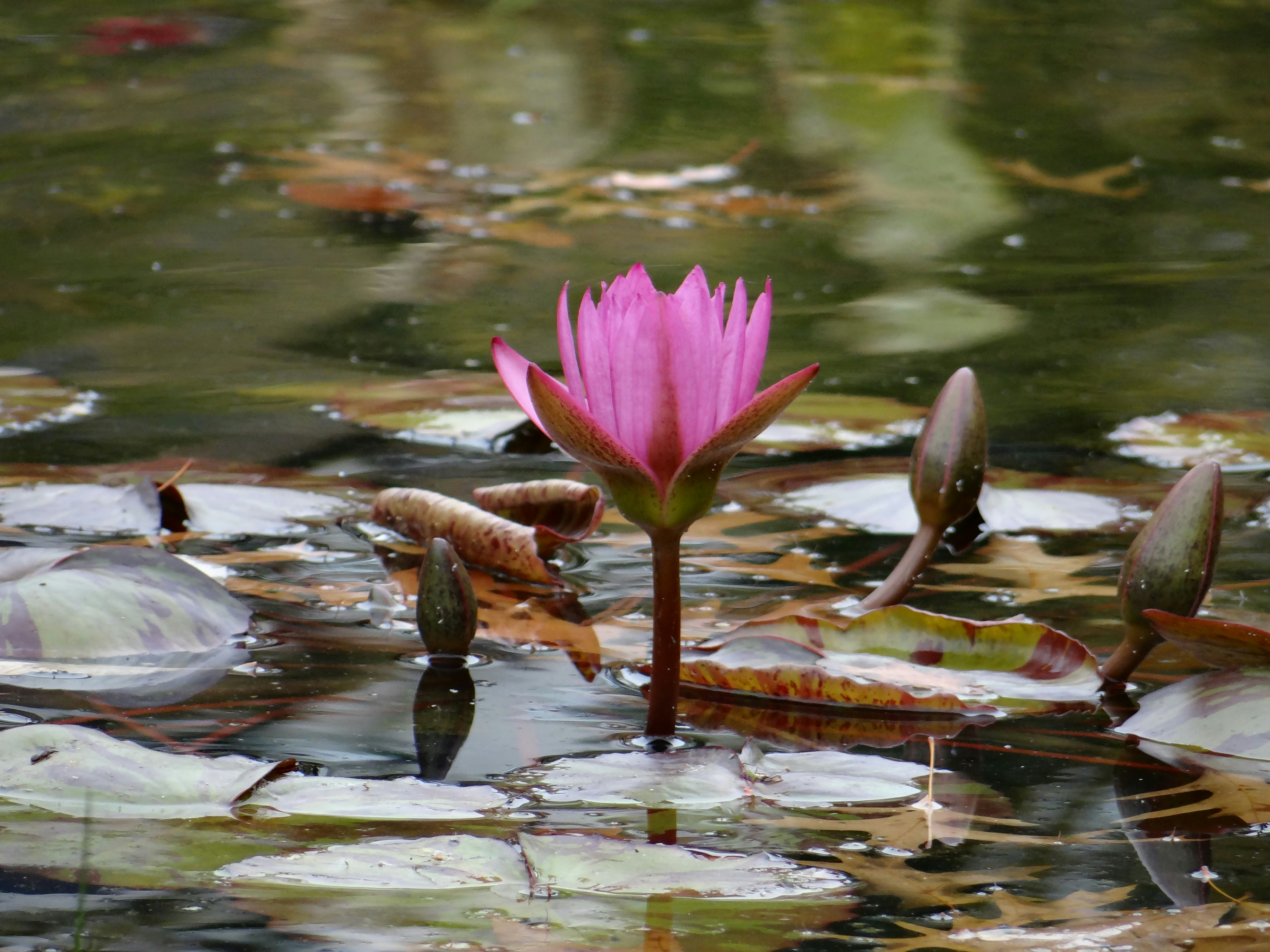 Photo by macornelsen