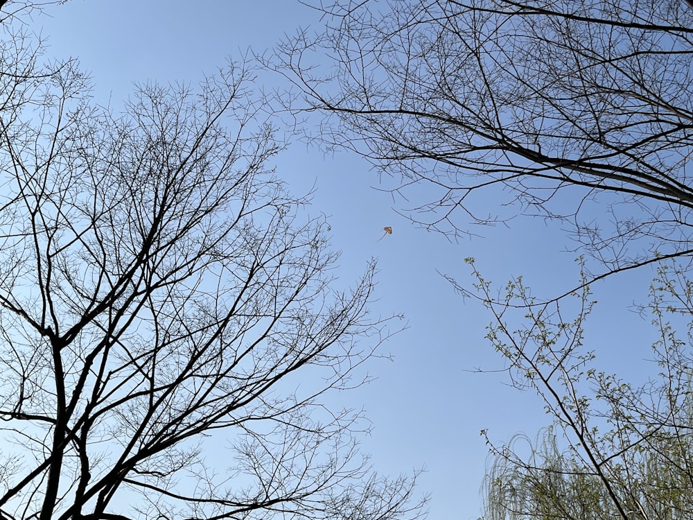 a bird flying through a blue sky with bare trees
