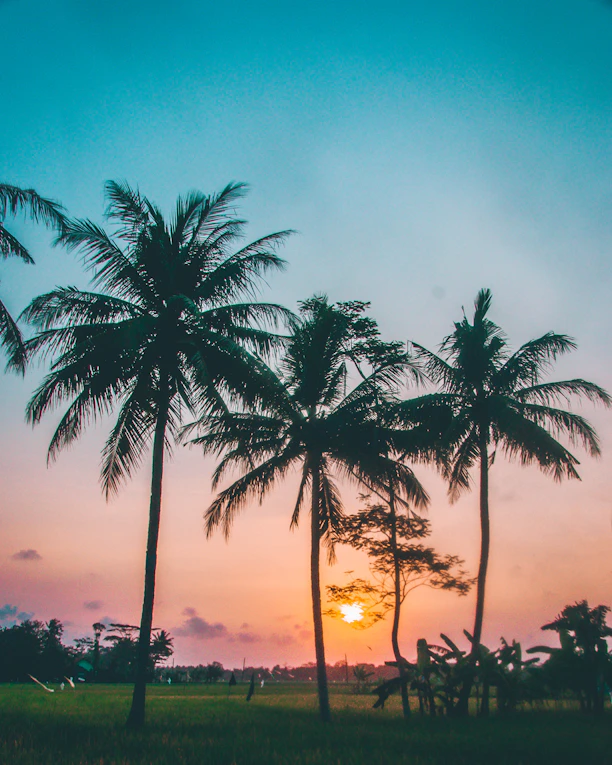 the sun is setting behind some palm trees