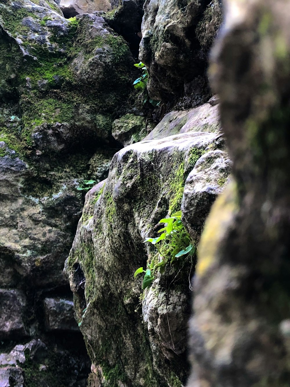 a rock wall with a plant growing out of it