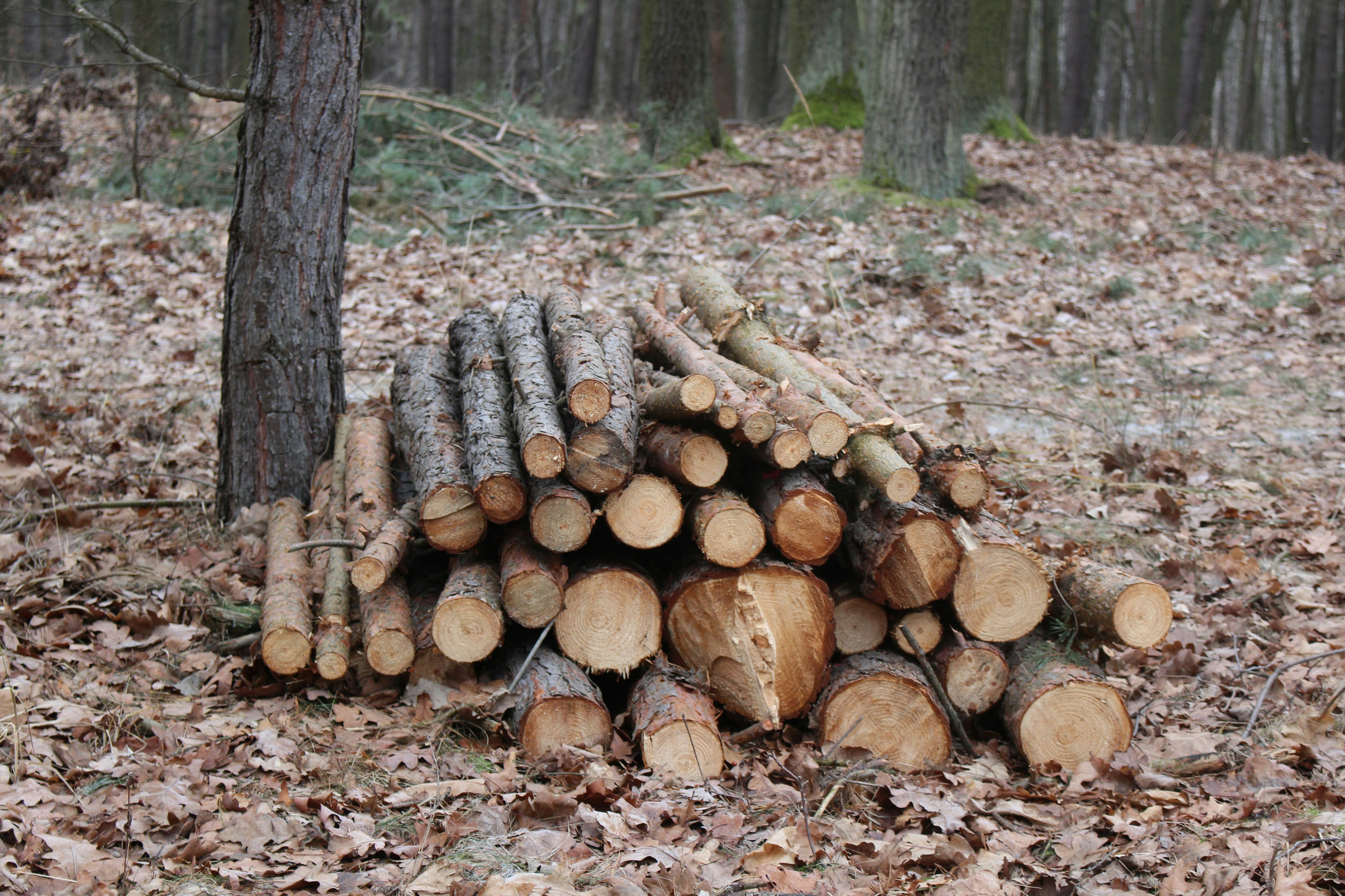 LogFusion Monitoring and logging