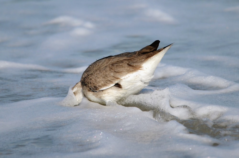 a bird standing on top of a wave covered beach