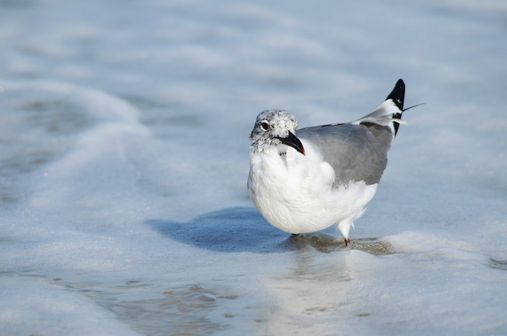 a seagull is standing in the water on the beach