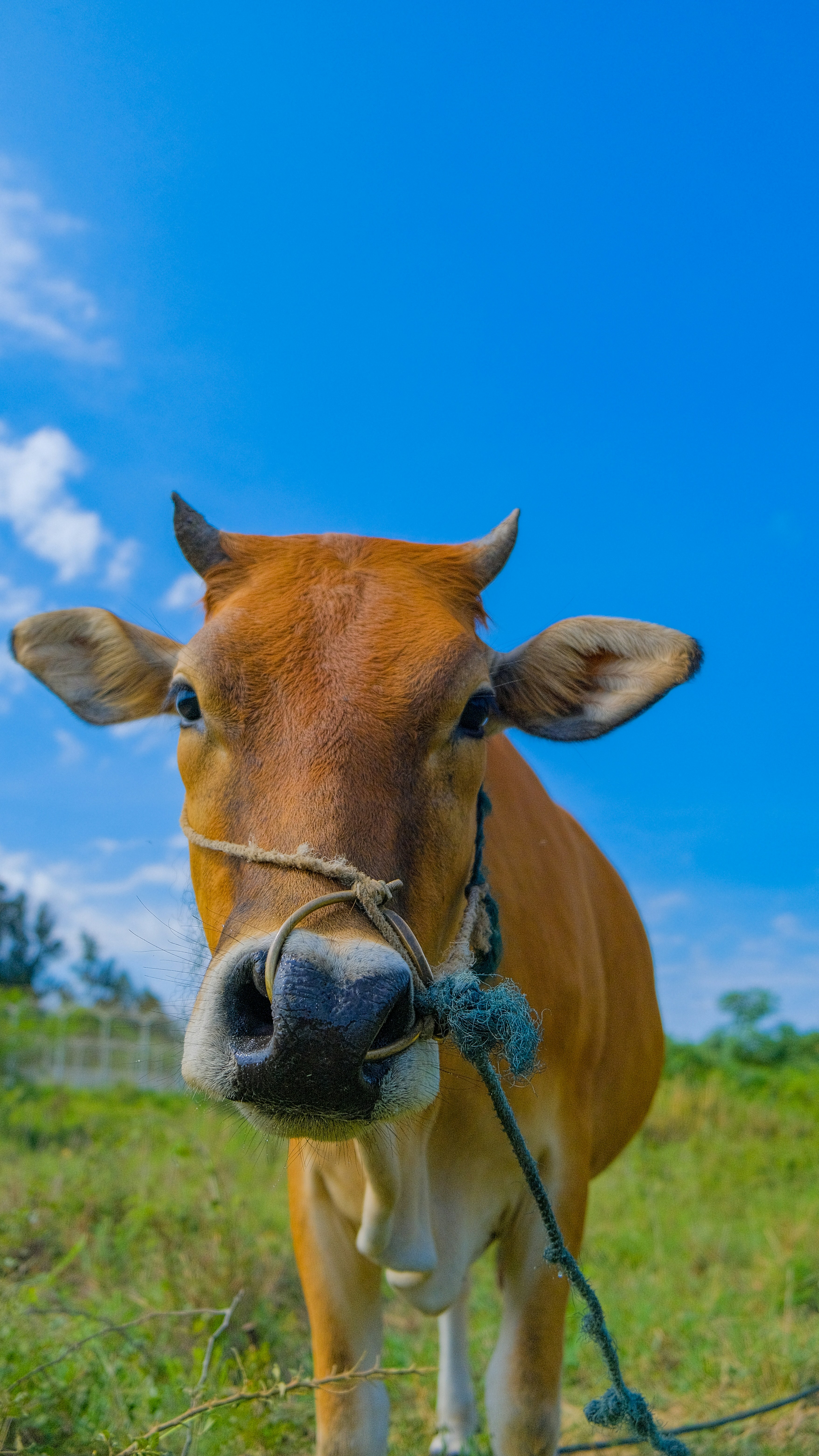 a brown cow standing on top of a lush green field