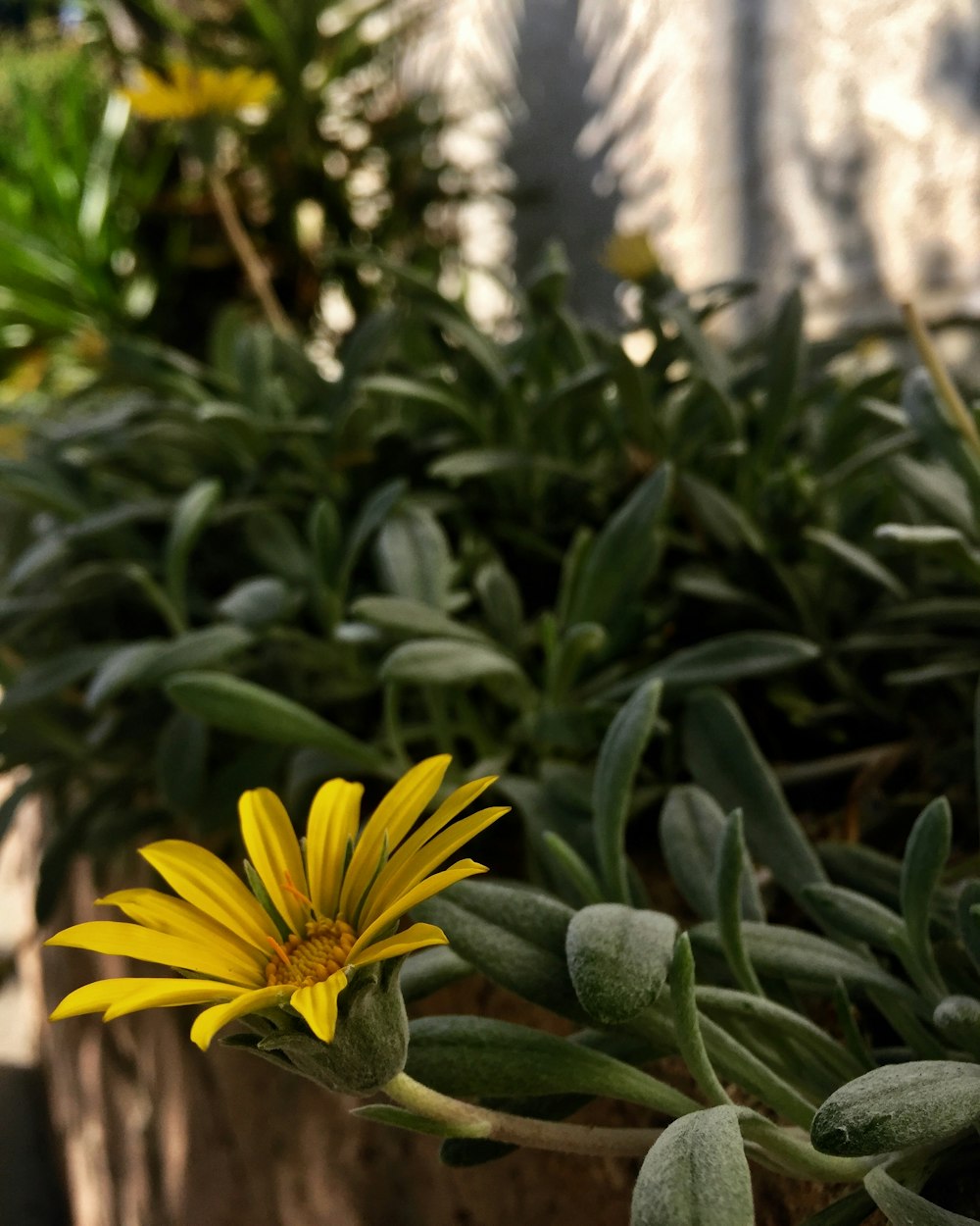 a close up of a yellow flower in a planter
