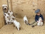 A young child wearing a cap sits on a bed of light-colored wood shavings, gently holding a fluffy white and brown puppy. Nearby, several similar puppies gather around, some climbing on wooden planks. In the background, an adult dog peeks around a corner, watching over the puppies.