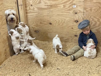 A young child wearing a cap sits on a bed of light-colored wood shavings, gently holding a fluffy white and brown puppy. Nearby, several similar puppies gather around, some climbing on wooden planks. In the background, an adult dog peeks around a corner, watching over the puppies.