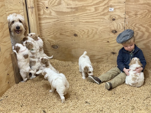 A young child wearing a cap sits on a bed of light-colored wood shavings, gently holding a fluffy white and brown puppy. Nearby, several similar puppies gather around, some climbing on wooden planks. In the background, an adult dog peeks around a corner, watching over the puppies.