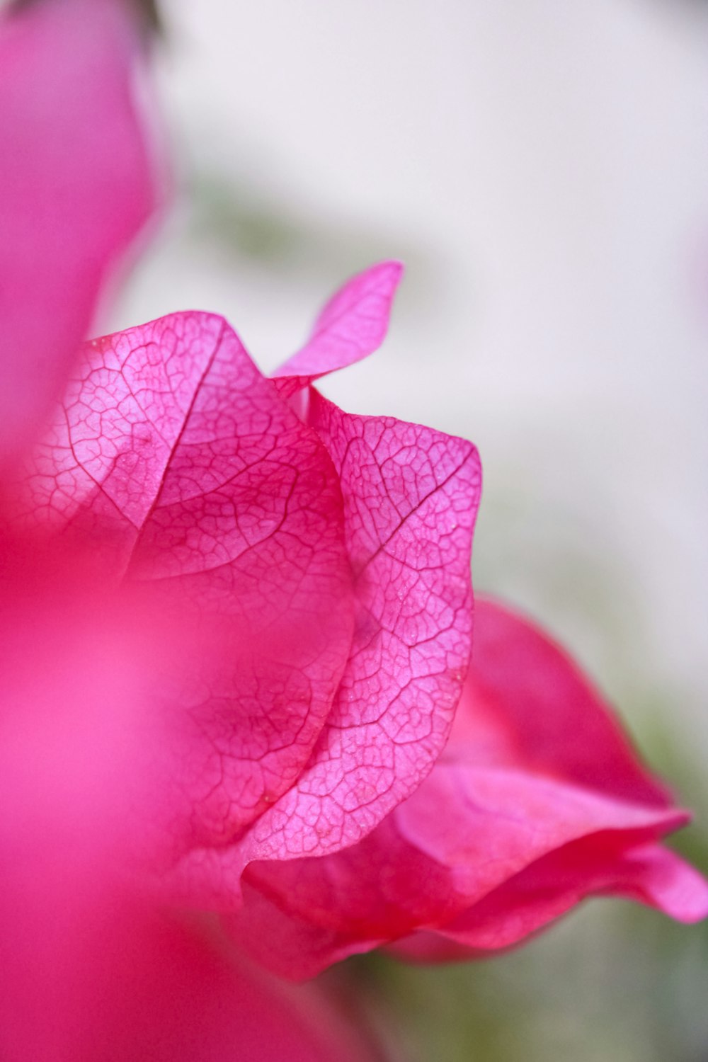a close up of a pink flower with a blurry background