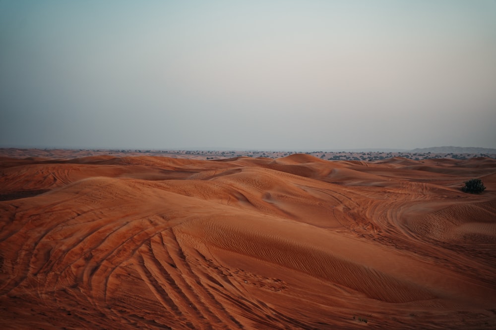 a lone tree in the middle of a desert